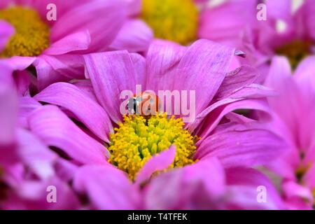 Pink gerbera,Asteraceae,singolo fiore morto,coccinella,coccinella Foto Stock