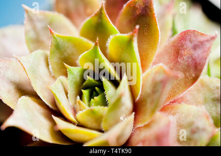 Sempervivum piante succulente, macro dettaglio di foglie Foto Stock