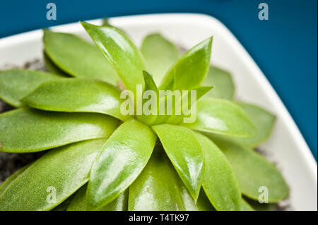Echeveria piante succulente in una ciotola Foto Stock