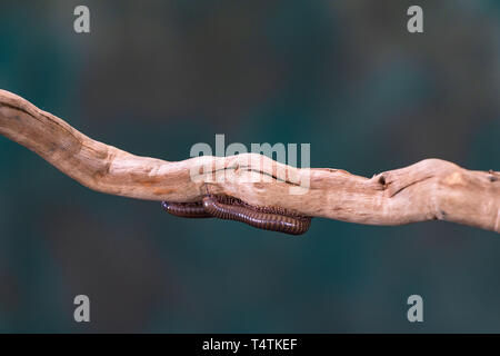 Millepiedi (Diplopoda) sul ramo di legno - closeup con selctive focus Foto Stock