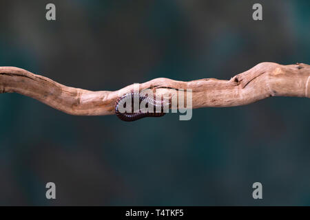 Millepiedi (Diplopoda) sul ramo di legno - closeup con selctive focus Foto Stock