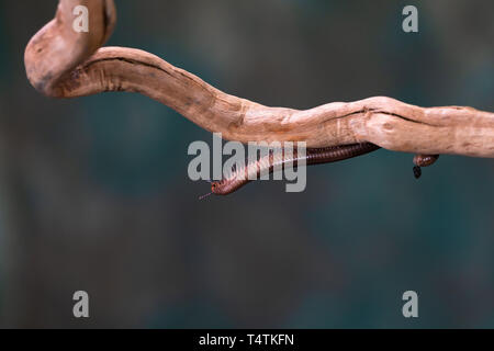 Millepiedi (Diplopoda) sul ramo di legno - closeup con selctive focus Foto Stock