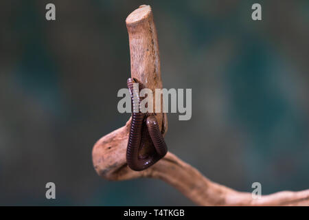 Millepiedi (Diplopoda) sul ramo di legno - closeup con selctive focus Foto Stock