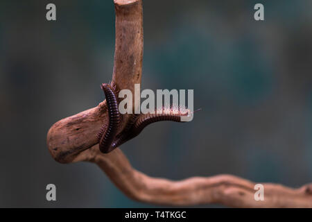 Millepiedi (Diplopoda) sul ramo di legno - closeup con selctive focus Foto Stock