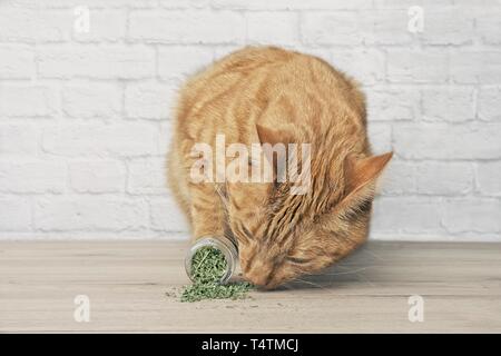 Lo zenzero Cute cat sniffing su essiccato erba gatta. Foto Stock