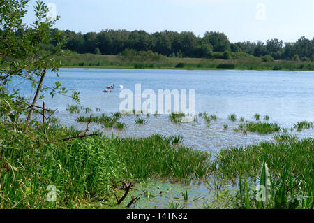 Tre cigni sul lago, lago nella foresta Foto Stock