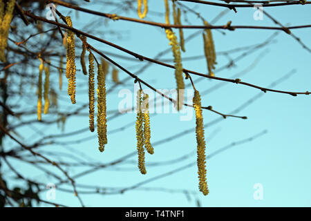 Amenti maschili appesi da un ramo di nocciolo Foto Stock