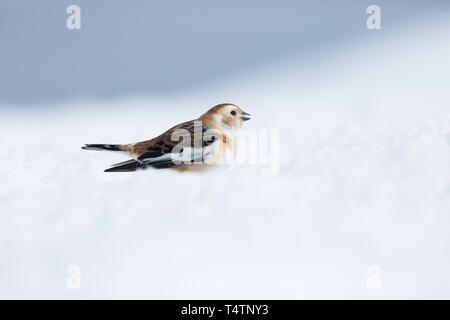 Snow bunting sul Ben Nevis, un uccello artico essi esistono sulle cime in Scozia Foto Stock