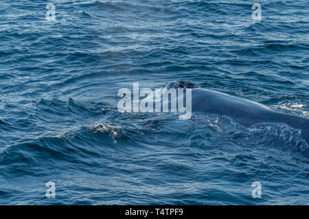 La balenottera azzurra (Balaenoptera musculus) alimentazione affondi al largo delle coste della Baja California. Foto Stock