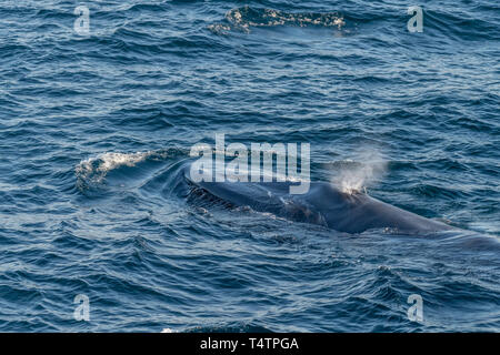 La balenottera azzurra (Balaenoptera musculus) soffiare il tubo di lancio sulla superficie al largo della costa della Baja California. Foto Stock