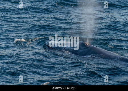 La balenottera azzurra (Balaenoptera musculus) soffiare il tubo di lancio sulla superficie al largo della costa della Baja California. Foto Stock