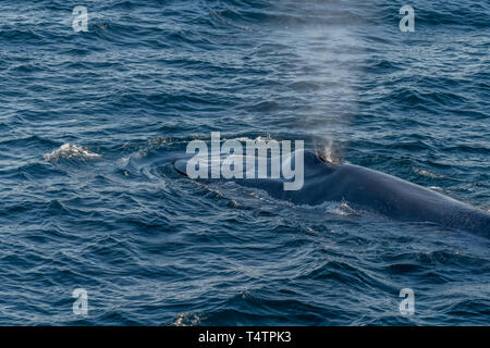 La balenottera azzurra (Balaenoptera musculus) soffiare il tubo di lancio sulla superficie al largo della costa della Baja California. Foto Stock