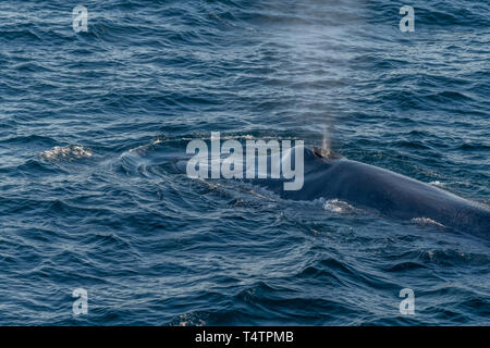 La balenottera azzurra (Balaenoptera musculus) soffiare il tubo di lancio sulla superficie al largo della costa della Baja California. Foto Stock