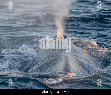 La balenottera azzurra (Balaenoptera musculus) soffiare il tubo di lancio sulla superficie al largo della costa della Baja California. Foto Stock