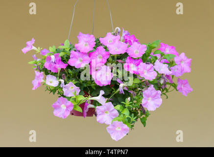 Petunia viola nel recipiente in plastica è appesa vicino alla parete della casa. Foto Stock