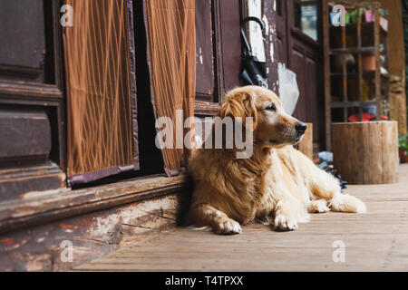 Golden Retriever guardie del cane home Foto Stock