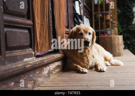 Golden Retriever guardie del cane home Foto Stock