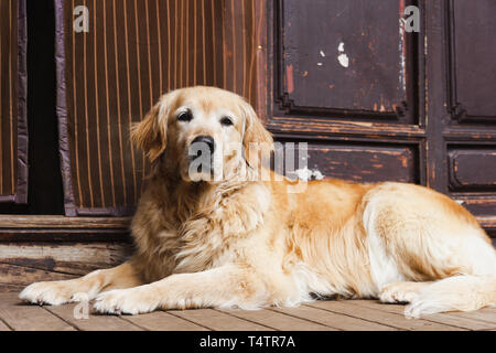 Golden Retriever guardie del cane home Foto Stock