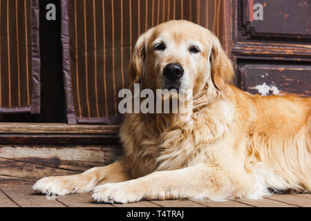 Golden Retriever guardie del cane home Foto Stock