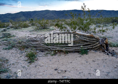 Ocotillo morto pianta di cactus che giace a terra a Ocotillo Patch a Joshua Tree National Park in California al tramonto Foto Stock