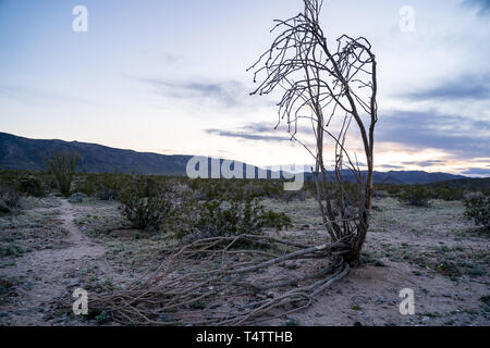 Ocotillo morto pianta di cactus che giace a terra a Ocotillo Patch a Joshua Tree National Park in California al tramonto Foto Stock