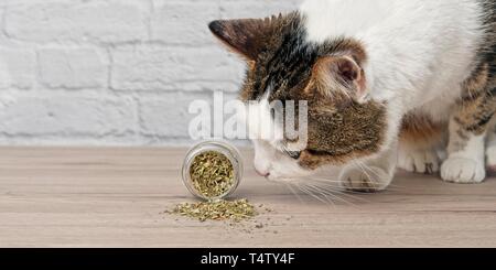 Carino tabby cat sniffing essiccato erba gatta. Foto Stock