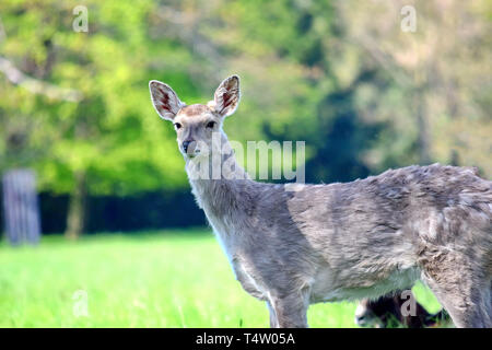 Dybowskii Cervo femmina nella foresta Foto Stock