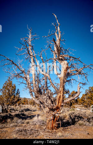 Asciugare gli alberi di marcio a Inyo National Forest in Sierra Nevada Foto Stock