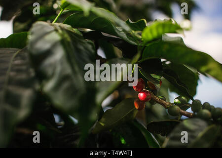 Mature semi di caffè su una pianta del caffè nelle Hawaii Foto Stock