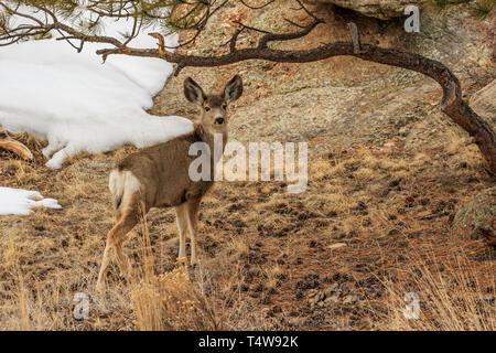 Mule Deer (Odocoileus hemionus) nella neve Foto Stock