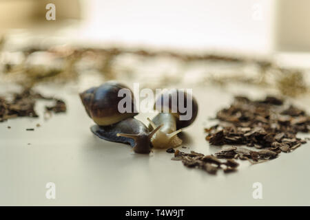 Due Achatina lumache su sfondo chiaro. Extreme close-up la fotografia macro di molluschi. Anti-invecchiamento slime. Fokus selettiva Foto Stock