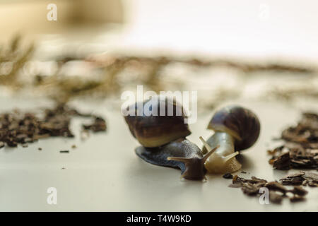 Due Achatina lumache su sfondo chiaro. Extreme close-up la fotografia macro di molluschi. Anti-invecchiamento slime. Fokus selettiva Foto Stock