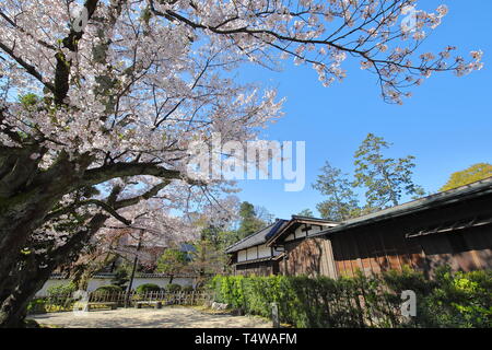 Giapponese tradizionale giardino di fiori di ciliegio Kanazawa Giappone Foto Stock