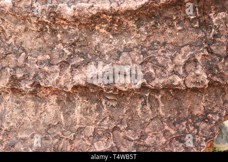 Stromatolite tessitura della pietra - sfondo Foto Stock