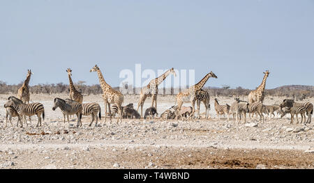 Un occupato Watering Hole nella savana della Namibia Foto Stock