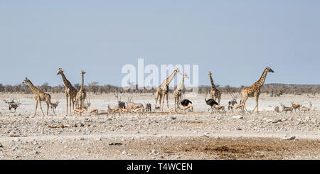 Un occupato Watering Hole nella savana della Namibia Foto Stock