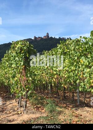 Uva da vino bianco su pianta di vite in Alsazia, Francia con vista sul castello di Kaysersberg Foto Stock