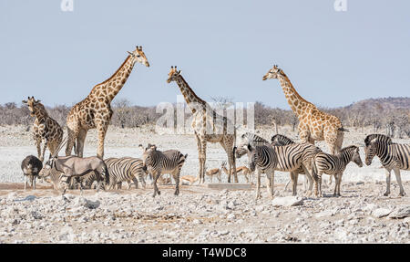 Un occupato Watering Hole nella savana della Namibia Foto Stock