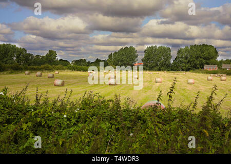 Un campo accanto a scintilla Mill Lane a Beverley, East Yorkshire in estate con taglio fresco round balle di fieno in attesa di essere raccolti Foto Stock