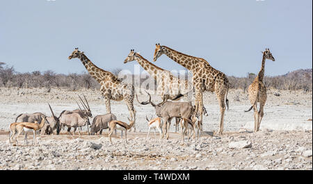 Un occupato Watering Hole nella savana della Namibia Foto Stock