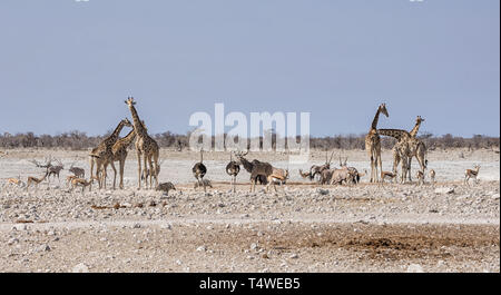 Un occupato Watering Hole nella savana della Namibia Foto Stock