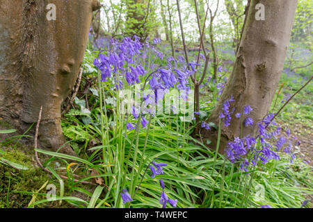 Bluebells Hopyards in legno a Marbury Park, Cheshire, Inghilterra Foto Stock