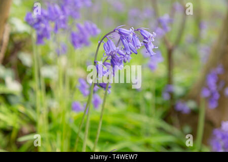 Bluebells Hopyards in legno a Marbury Park, Cheshire, Inghilterra Foto Stock