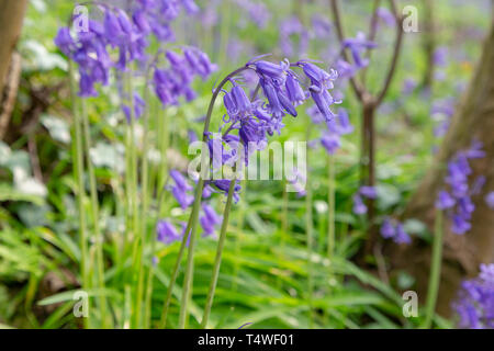Bluebells Hopyards in legno a Marbury Park, Cheshire, Inghilterra Foto Stock