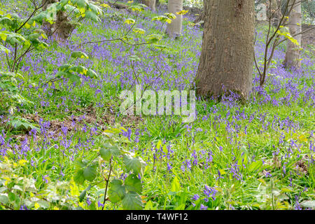 Bluebells Hopyards in legno a Marbury Park, Cheshire, Inghilterra Foto Stock