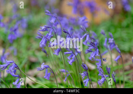 Bluebells Hopyards in legno a Marbury Park, Cheshire, Inghilterra Foto Stock
