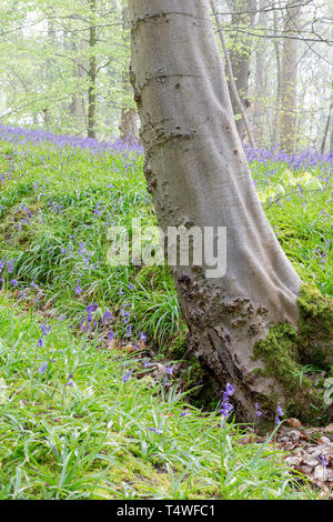 Bluebells Hopyards in legno a Marbury Park, Cheshire, Inghilterra Foto Stock