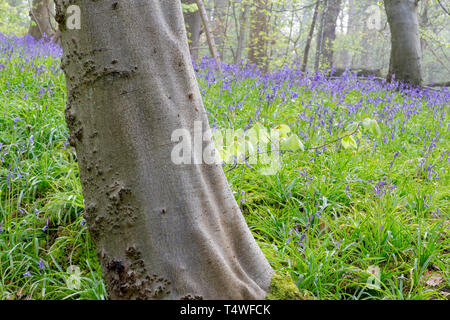 Bluebells Hopyards in legno a Marbury Park, Cheshire, Inghilterra Foto Stock