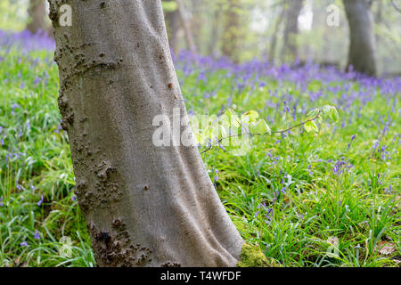 Bluebells Hopyards in legno a Marbury Park, Cheshire, Inghilterra Foto Stock