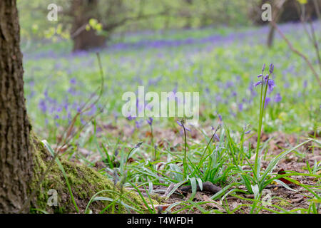 Bluebells Hopyards in legno a Marbury Park, Cheshire, Inghilterra Foto Stock